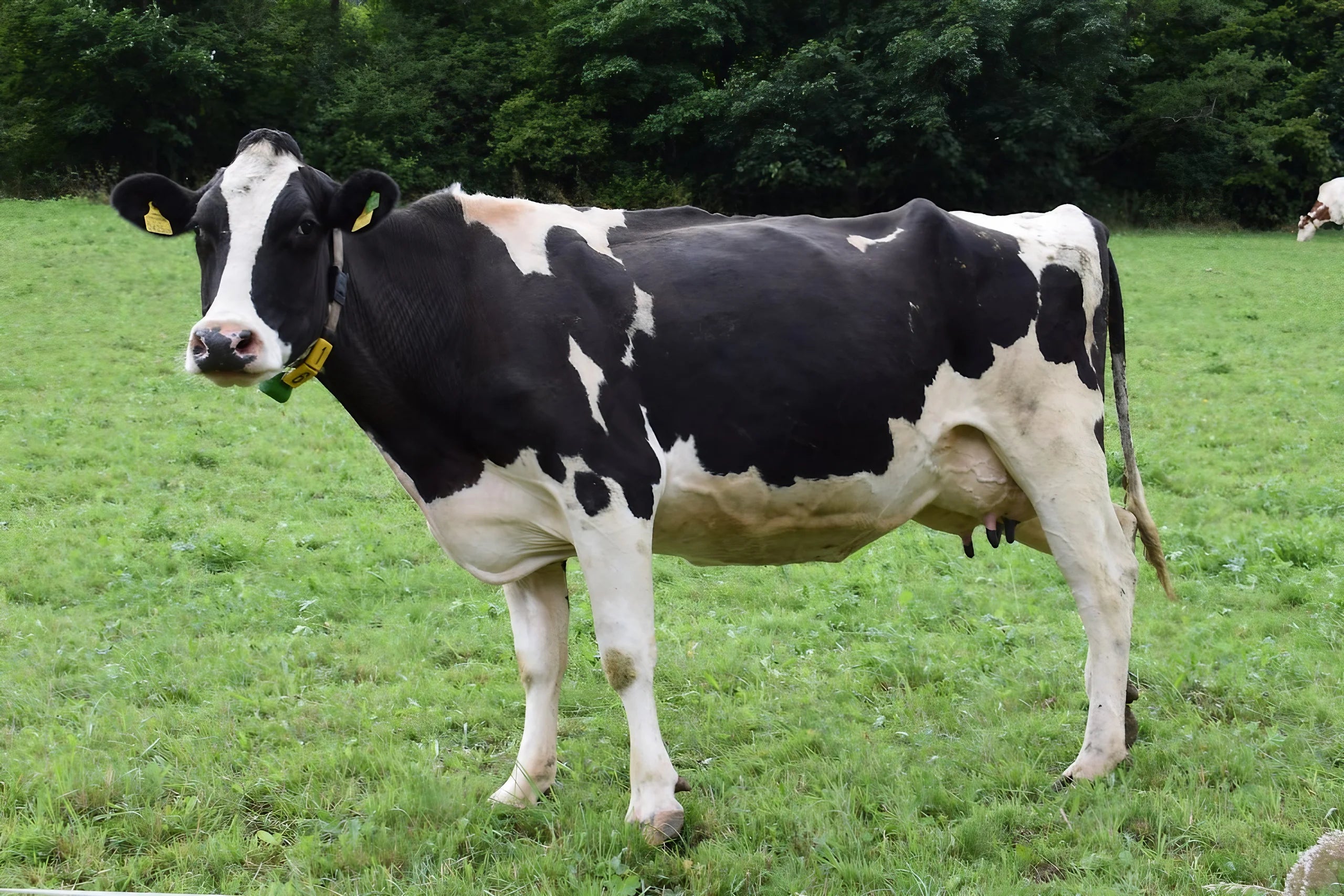 A Holstein cow standing tall in an open field
